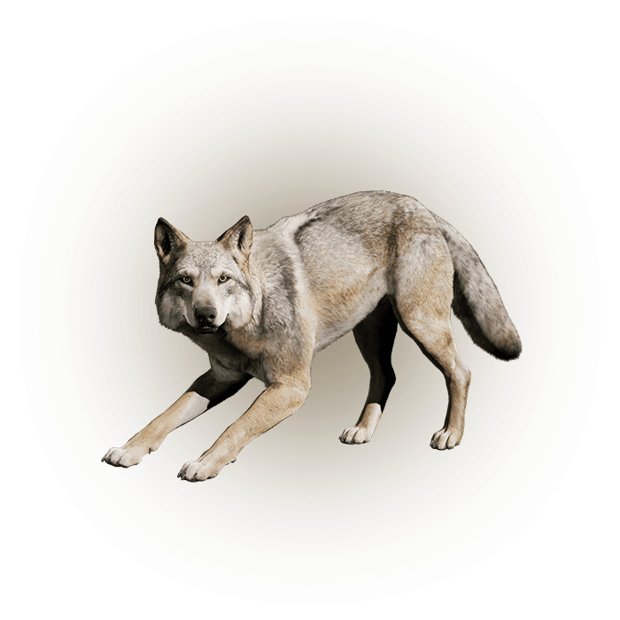 A Hunter's Intuition